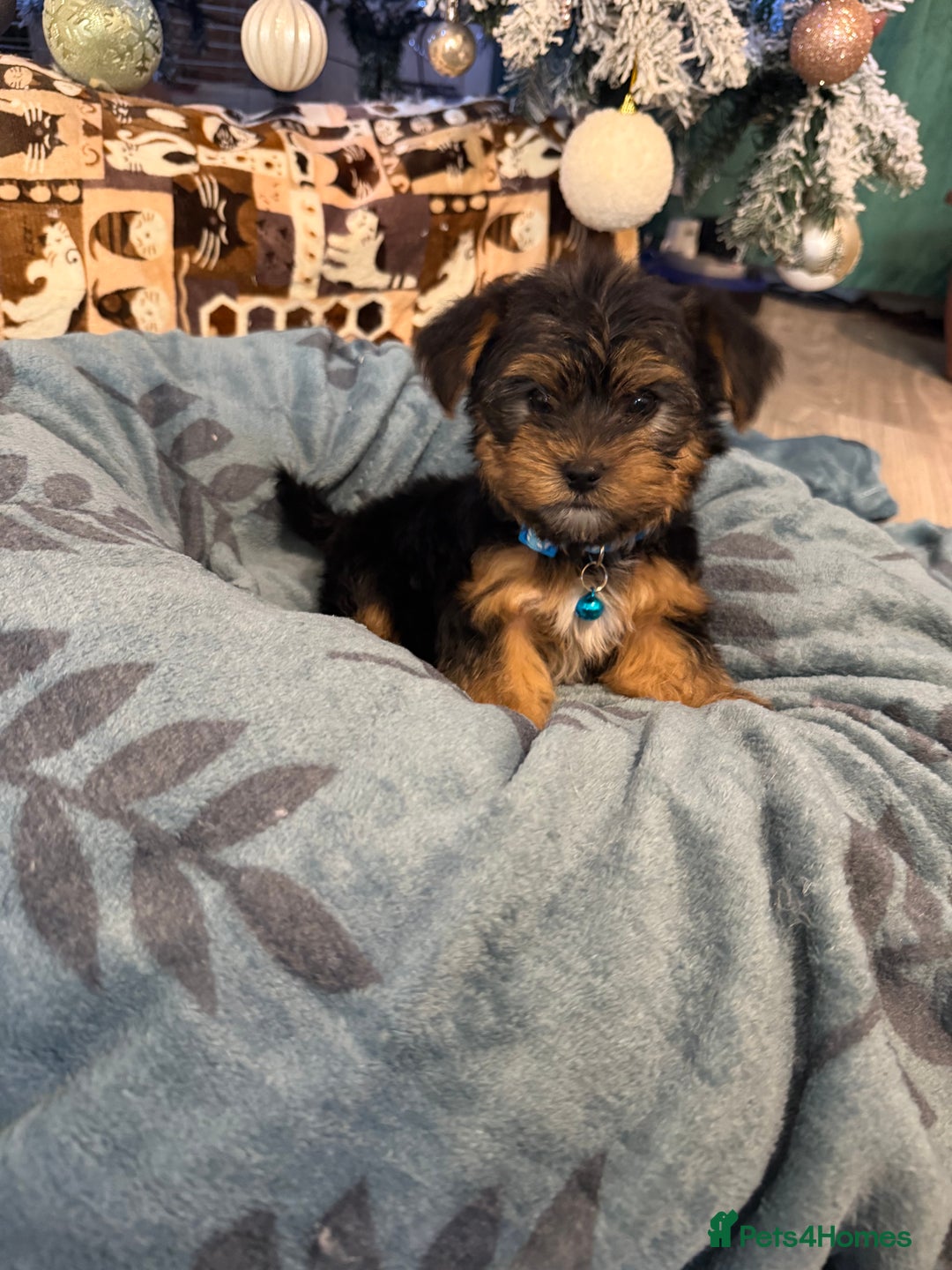 Yorkshire Terrier dogs for sale: Mini Yorkshire Terrier  - Advert 20