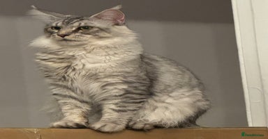 Maine Coon cats - Advert 5