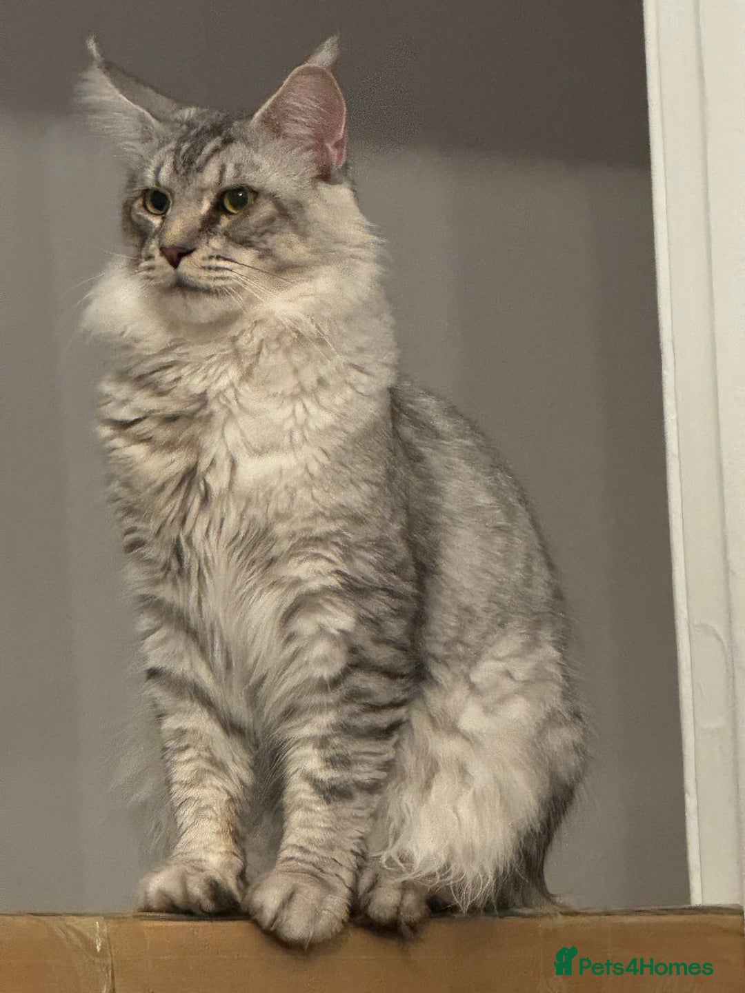 Maine Coon cats for sale: BEAUTIFUL PURE BREED MAINE COON KITTENS  - Image 2