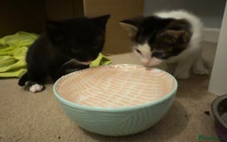 Domestic Shorthair cats for sale: Gorgeous boy and girl kittens  - Image 1
