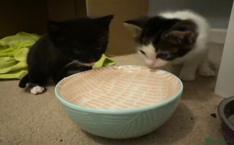 Domestic Shorthair cats - Advert 2