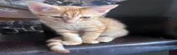 Mixed Breed cats for sale: 7 stunning mix breed kittens - Advert 15