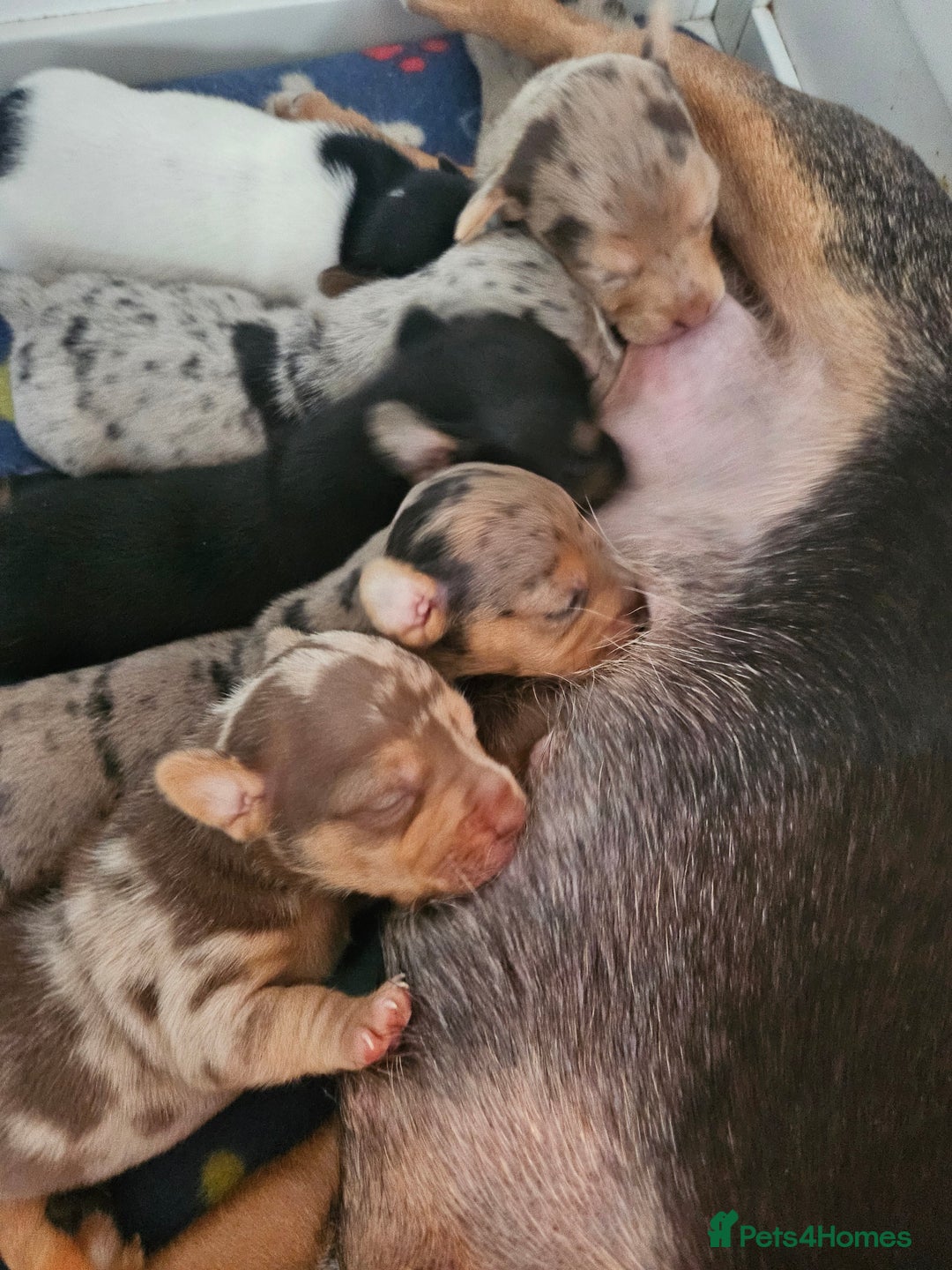 Jack Russell dogs for sale: Full jack russell puppies  - Advert 4