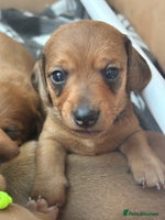 Miniature Dachshund dogs Beautiful Miniature Dachshund Puppies - Advert 8
