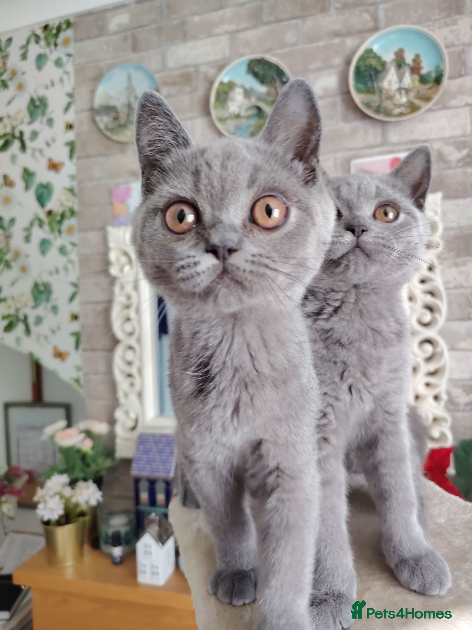 British Shorthair cats Beautiful British short blue kittens.  - Advert 6