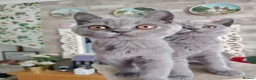 British Shorthair cats for sale: Beautiful British short blue kittens.  - Advert 1