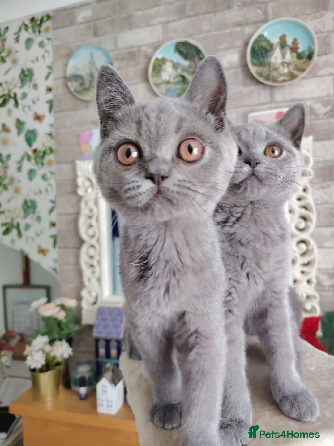 British Shorthair cats for sale: Beautiful British short blue kittens.  - Advert 1