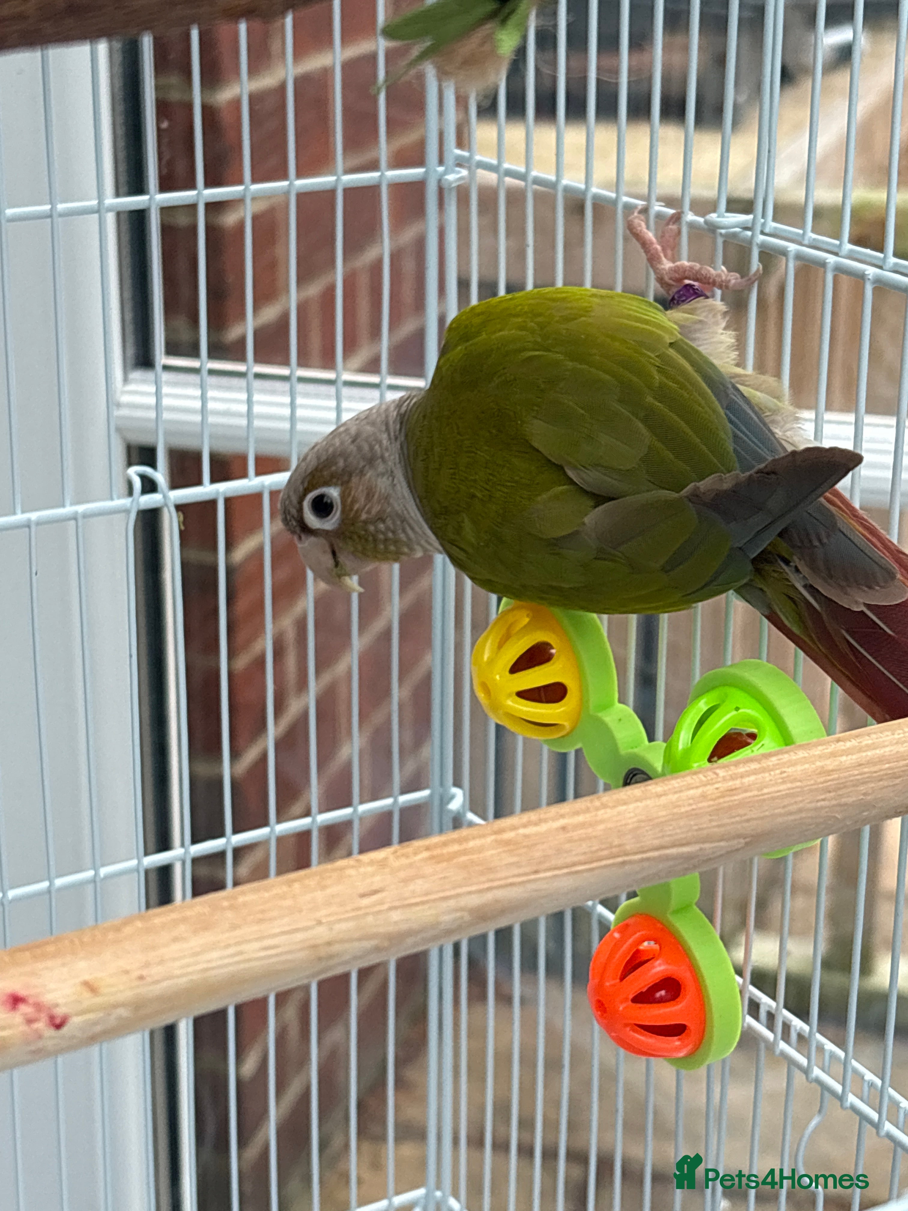 Conures birds Green cheeked conure  - Advert 1