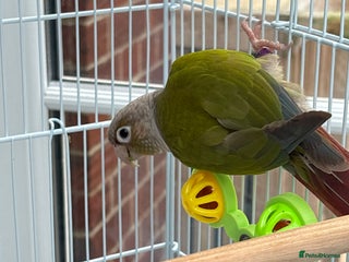 Conures birds Green cheeked conure - Advert 1