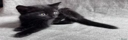 Mixed Breed cats for sale: Adorable Mixed-Breed Kittens Ready for Loving Home - Advert 12