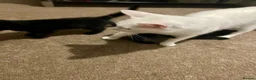 Mixed Breed cats for sale: White/black beautiful kittens - Advert 11