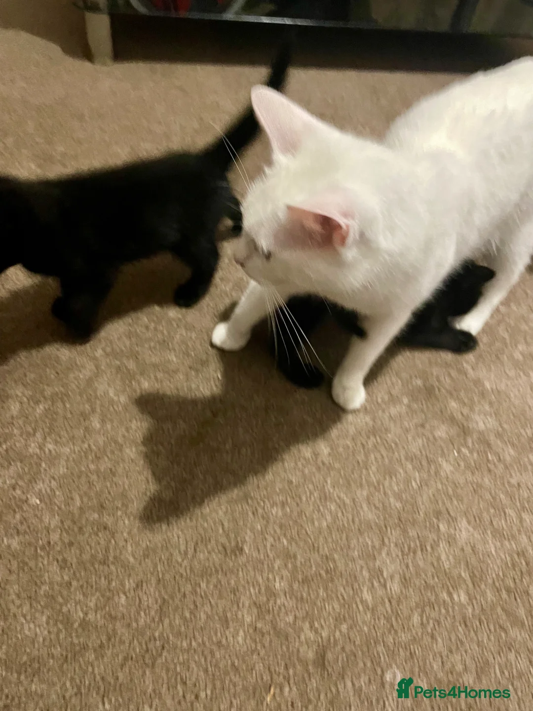 Mixed Breed cats for sale: White/black beautiful kittens - Advert 11