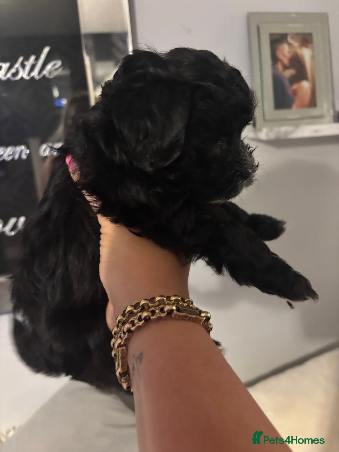 Maltipoo dogs for sale: Beautiful little maltipoo  - Advert 11