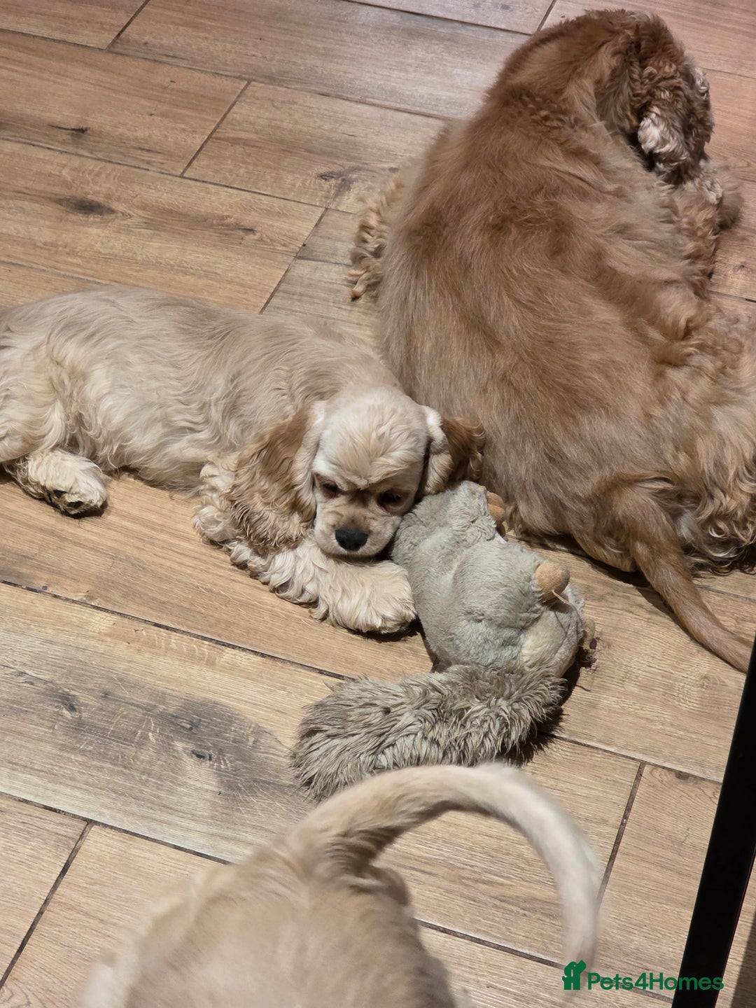 American Cocker Spaniel dogs for sale: Stunning Anerican Cocker spaniels girl - Advert 29