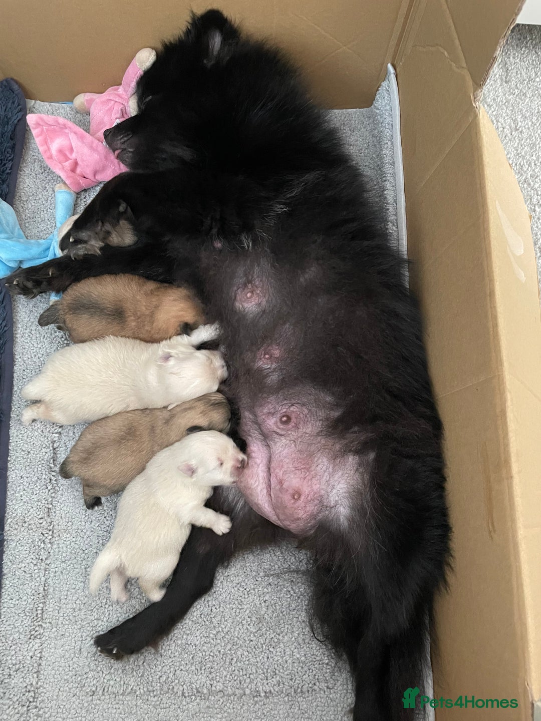 Pomeranian dogs for sale: XS Pomeranian - Image 13