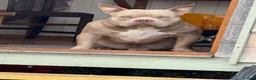 American Bully dogs for sale: American pocket bully puppies   in Stourbridge - Advert 7