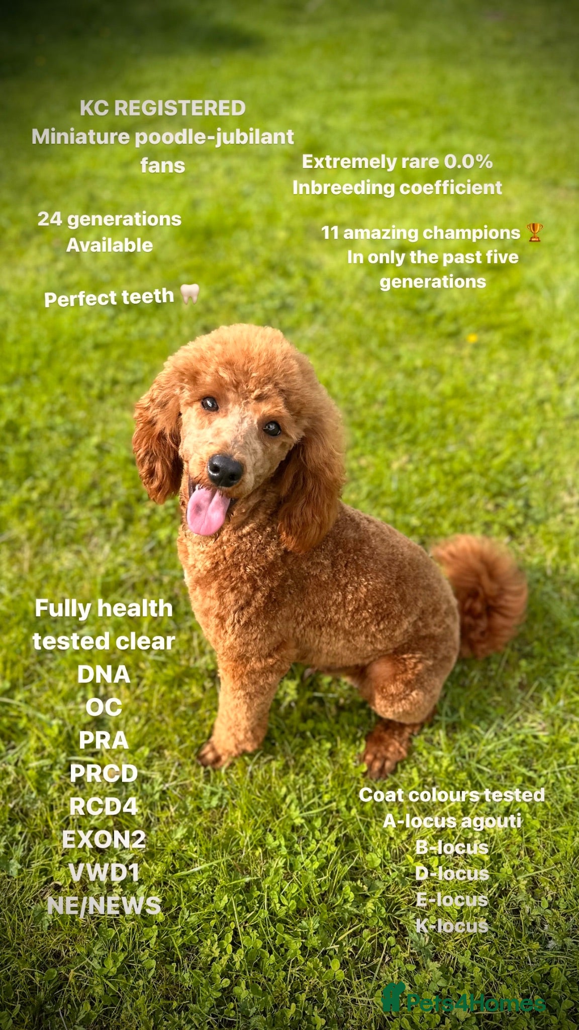 Miniature Poodle dogs 🏆270+ health checks 0.0%col miniature poodle stud - Advert 1