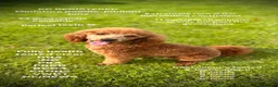 Miniature Poodle dogs for stud: 🏆270+ health checks 0.0%col miniature poodle stud - Advert 1