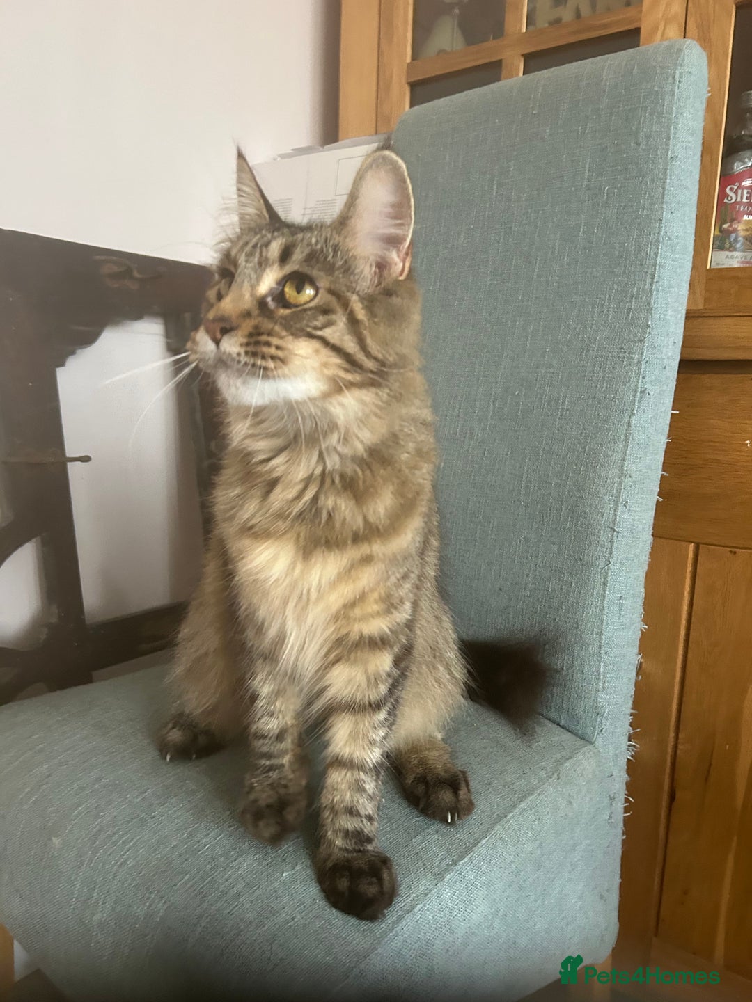 Maine Coon cats for sale: Tica registered active mainecoon girl - Advert 3