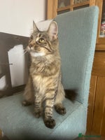 Maine Coon cats Tica registered active mainecoon girl - Advert 3