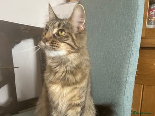 Maine Coon cats Tica registered active mainecoon girl - Advert 16