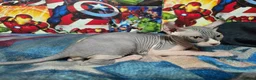 Sphynx cats for sale: Sphynx kittens  - Advert 3