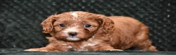 Cavapoo dogs for sale: F1 Toy Cavapoo Puppies Health Tested - Advert 2