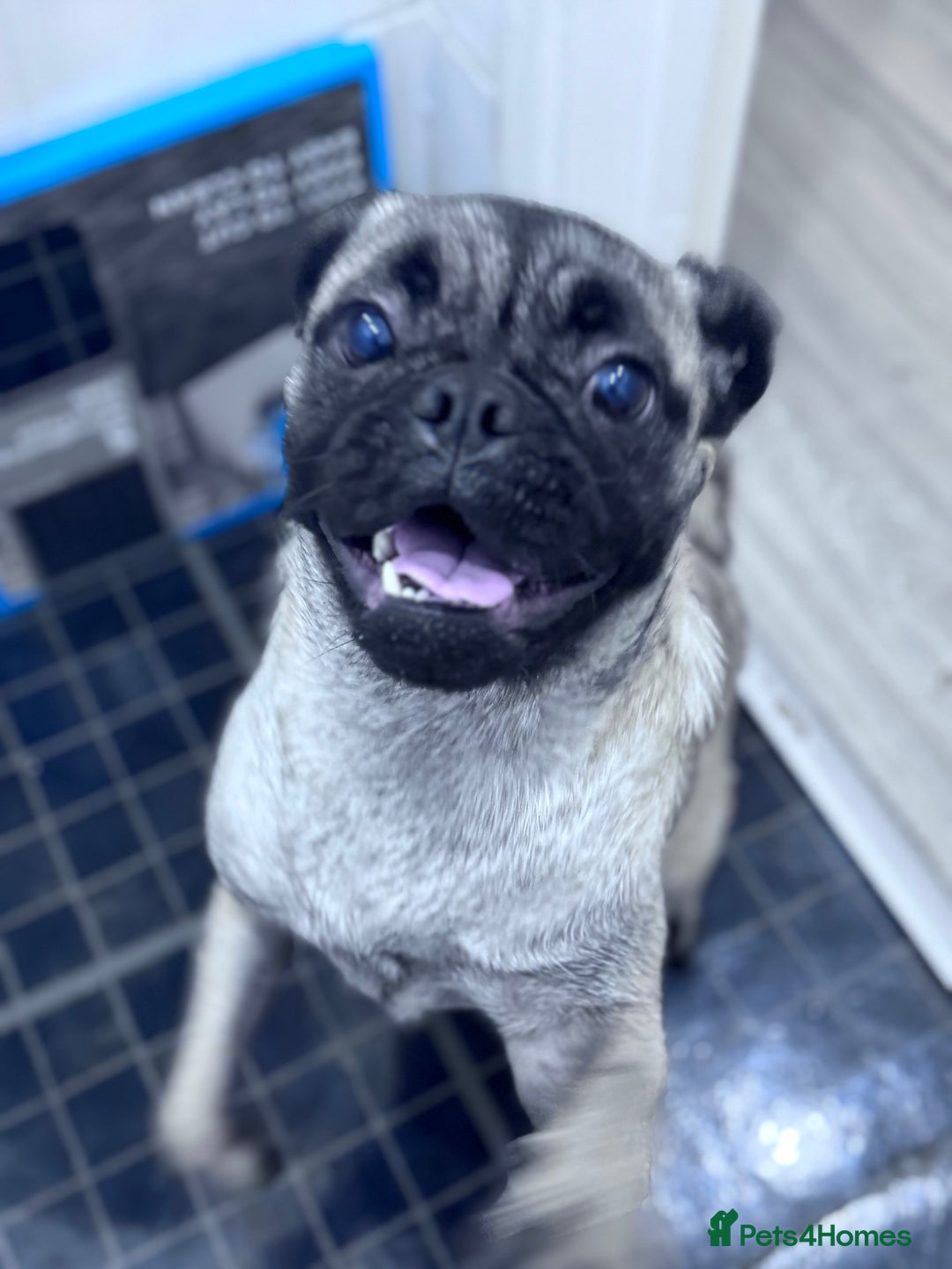 Pug dogs for sale: 1 year old female pug called Lola  - Advert 1