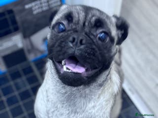 Pug dogs 1 year old female pug called Lola - Advert 4
