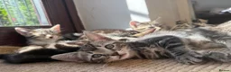 Mixed Breed cats for sale: Tabby Kittens  - Advert 6