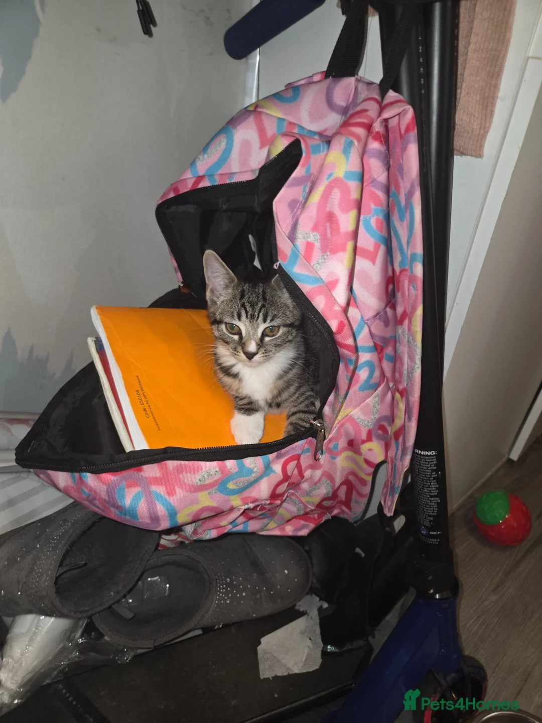 Mixed Breed cats for sale: 16 week old kittens in Bridgwater - Advert 10