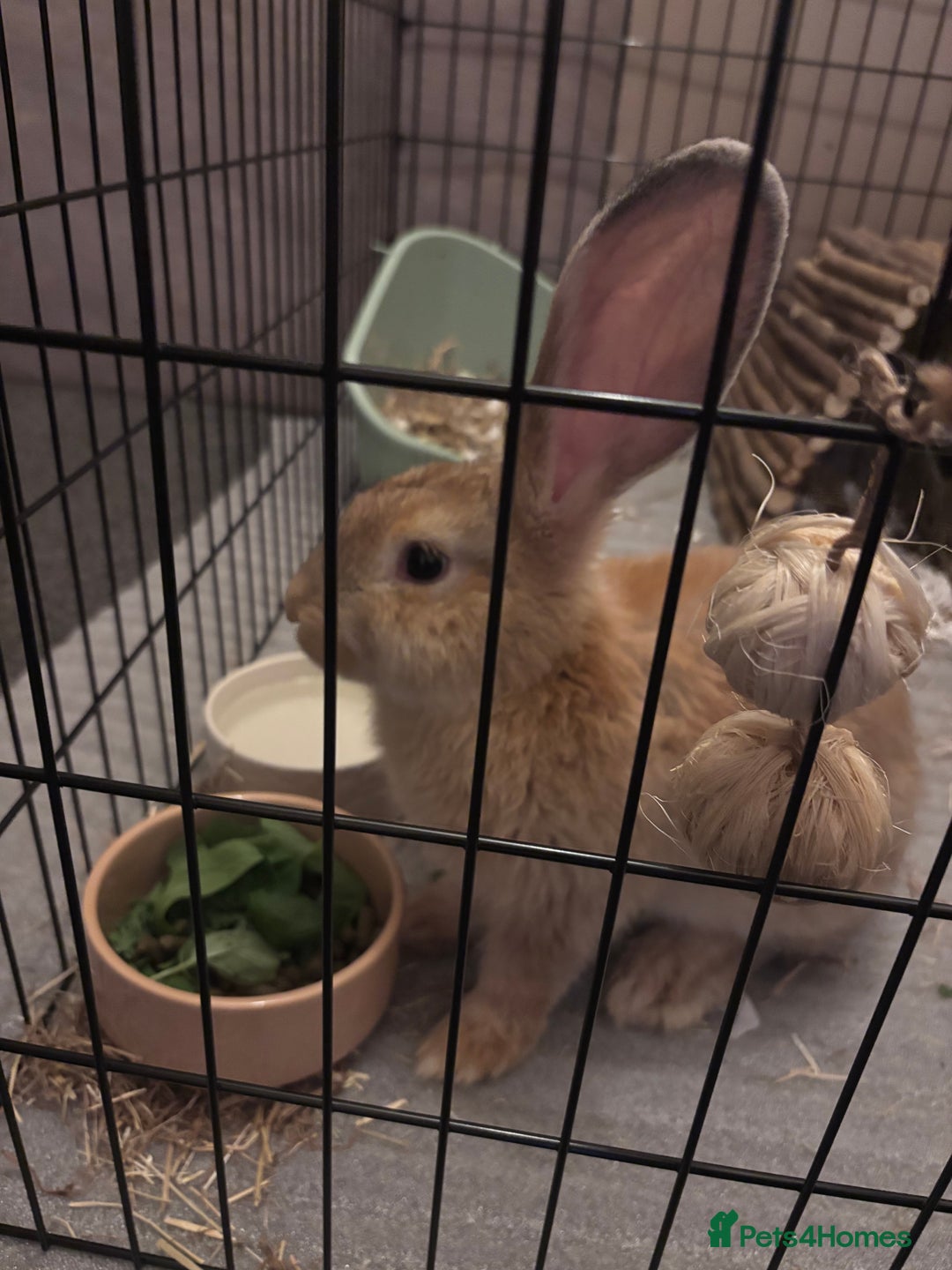 Mixed Breed rabbits for sale: Giant Continental x French Lop Bunny - Image 2