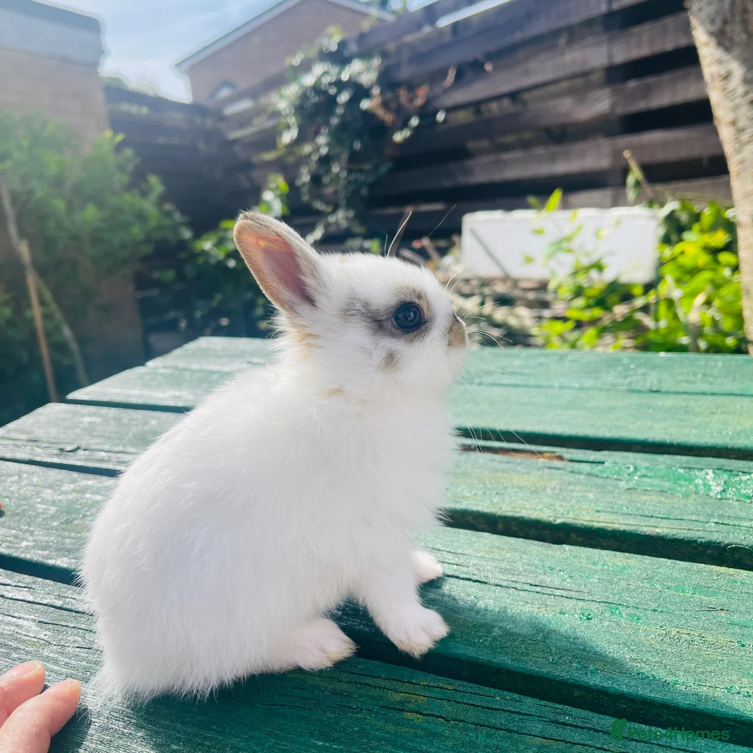 Netherland Dwarf rabbits for sale: Beuitiful netherland dwarf babys  - Advert 2