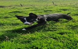 Border Collie dogs for sale: ISDS REGISTER BORDER COLLIE  - Image 6