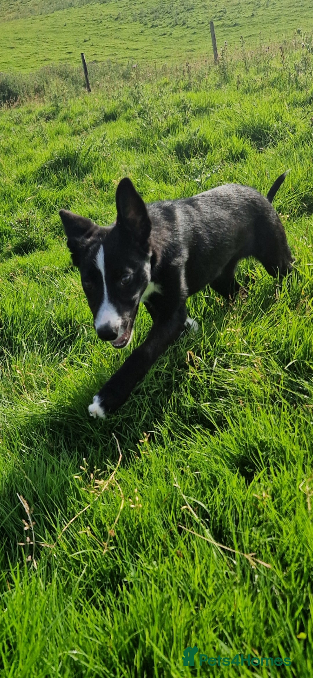 Border Collie dogs for sale: ISDS REGISTER BORDER COLLIE  - Image 6