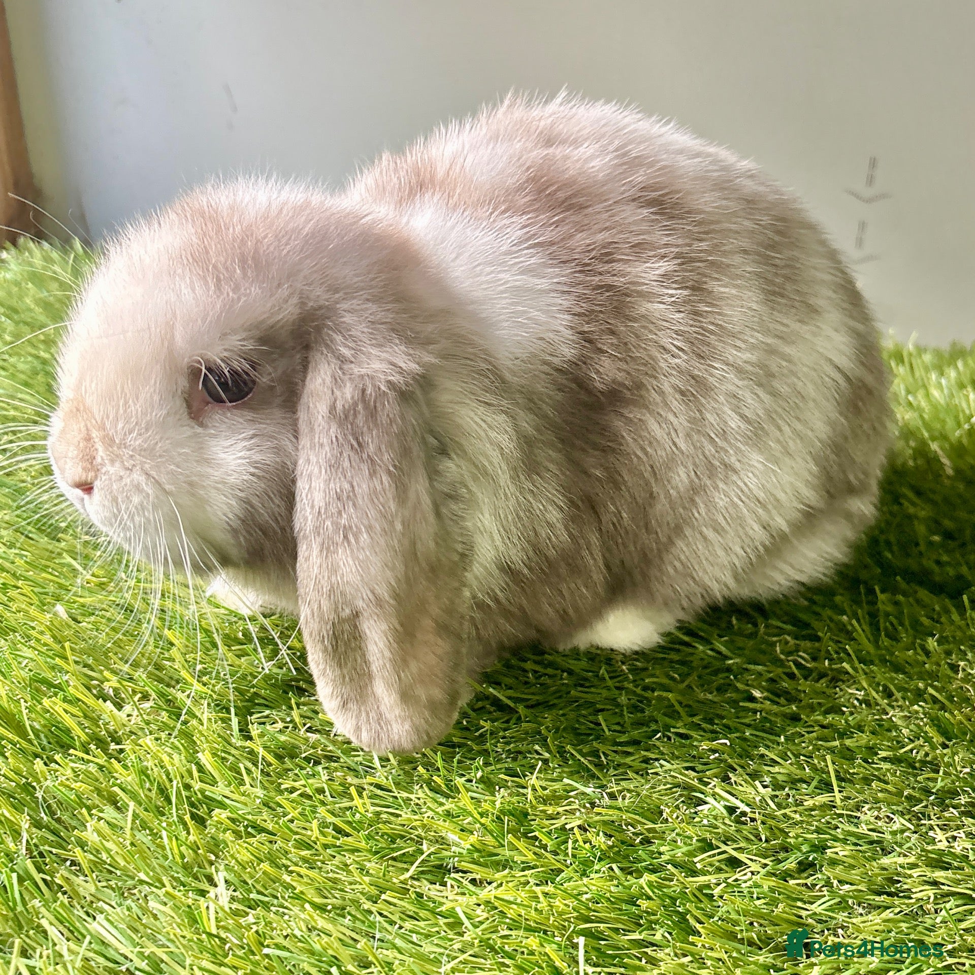 Mini Lop rabbits Stunning mini lop babies - amazing temperaments  - Advert 23