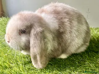 Mini Lop rabbits Stunning mini lop babies - amazing temperaments - Advert 23