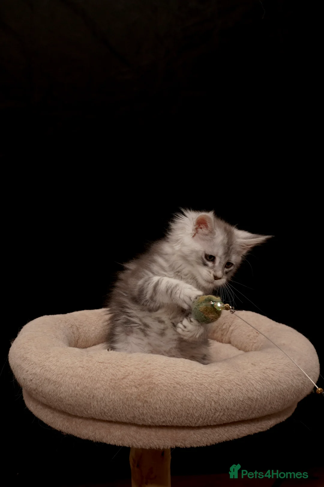 Maine Coon cats for sale: Black Silver classic tabby Mainecoon kittens - Advert 32