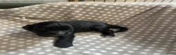 Cocker Spaniel dogs for sale: Working cocker spaniel puppies  - Advert 4