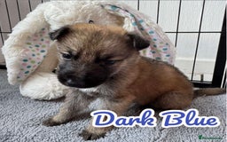 German Shepherd dogs for sale: German Shepherd Puppies  - Image 14