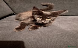 Maine Coon cats for sale: Adorable Maine Coon kittens in Manchester - Image 4