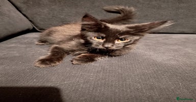Maine Coon cats - Advert 11