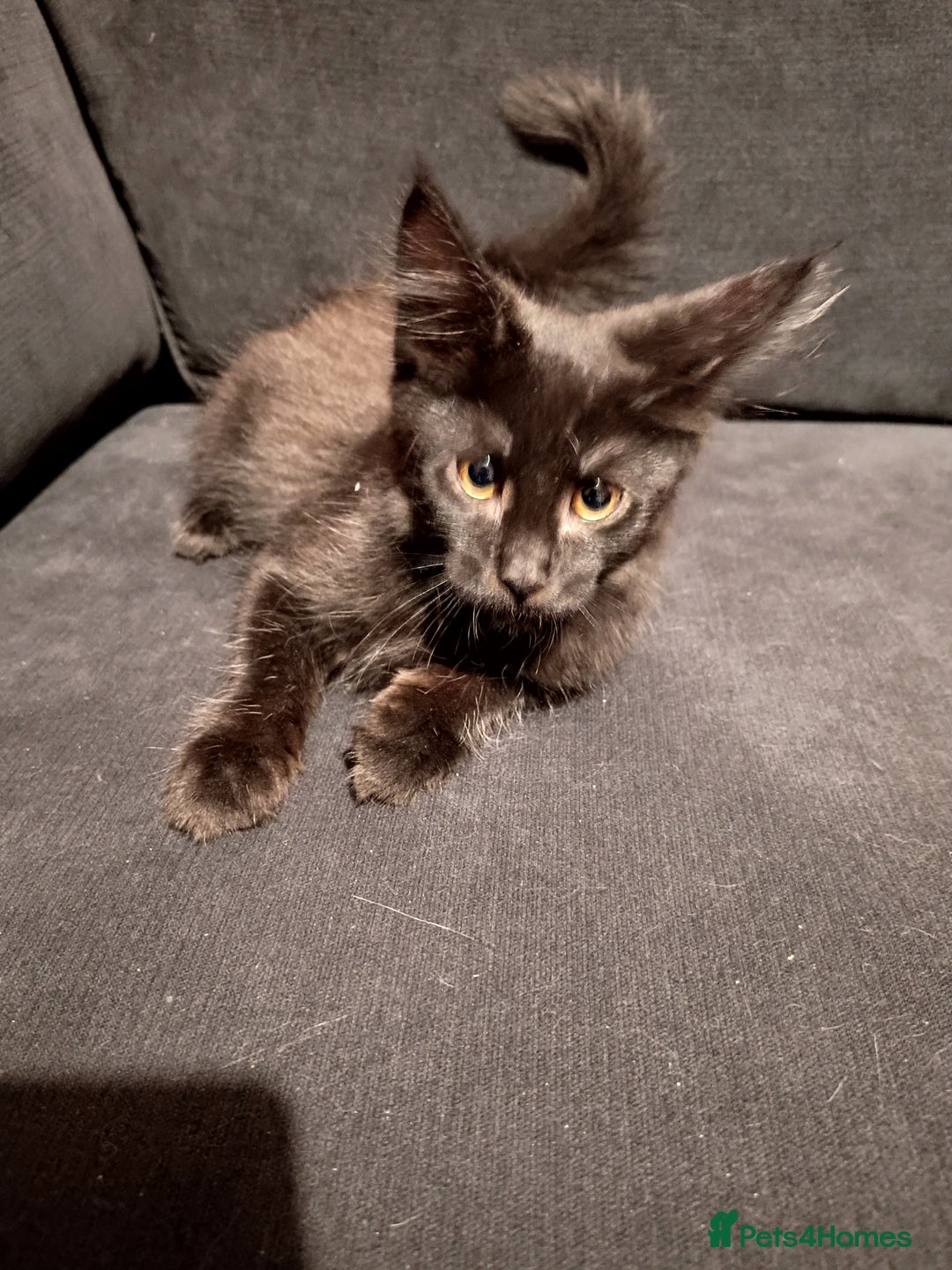 Maine Coon cats for sale: Adorable Maine Coon kittens in Manchester - Image 4