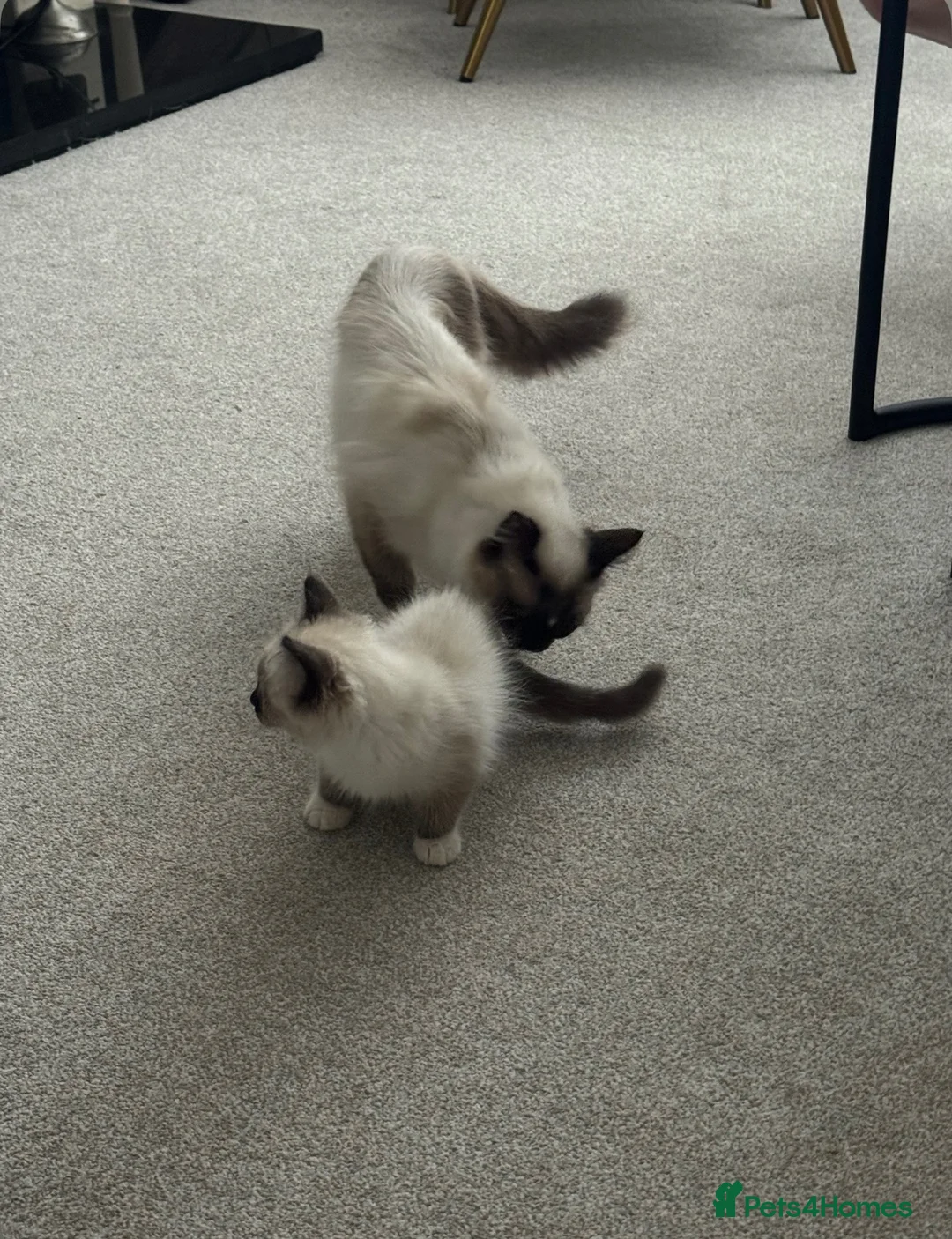 Birman cats for sale: birman kittens - Advert 2
