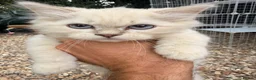 British Longhair cats for sale: Rainbow litter of show quality kittens  - Advert 11