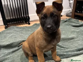 Mixed Breed dogs 1 GIRL LEFT GSD X Belgian Malinois Pup - Advert 14