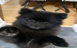 Pomeranian dogs for sale: Milo, a bundle of fluff - Advert 6
