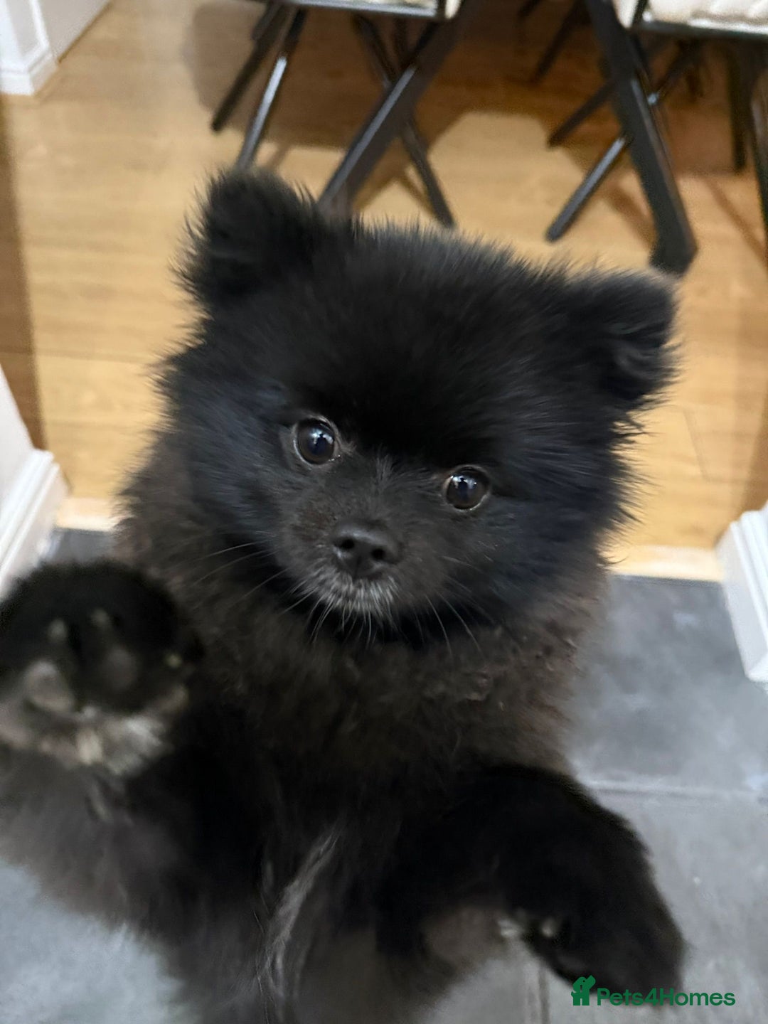 Pomeranian dogs for sale: Milo, a bundle of fluff - Advert 6