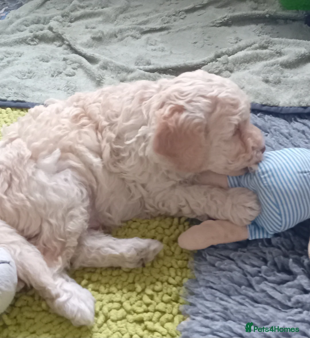 Goldendoodle dogs for sale: Adorable Miniature Double Doodle puppies  - Advert 2