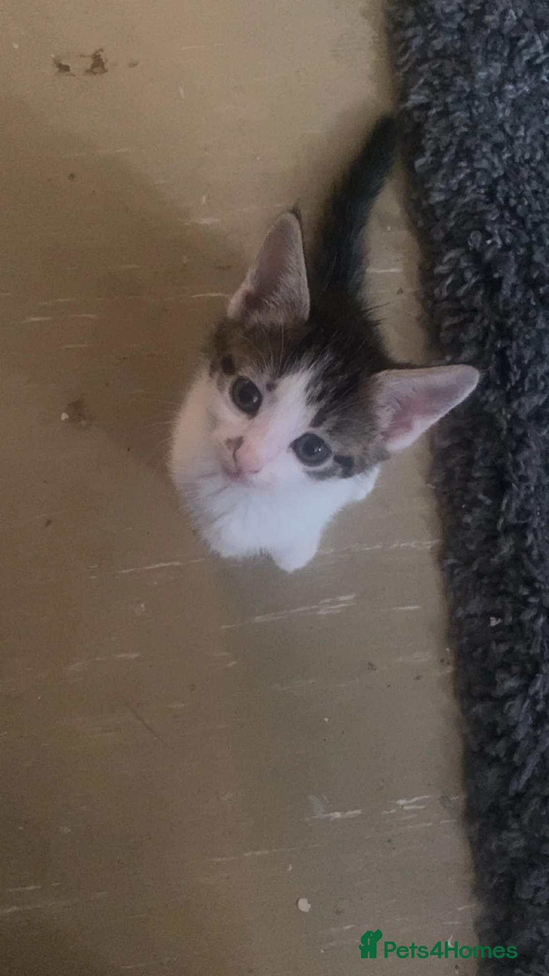 Mixed Breed cats for sale: 4 kittens looking for a new home ❤️ in Wellingborough - Advert 5